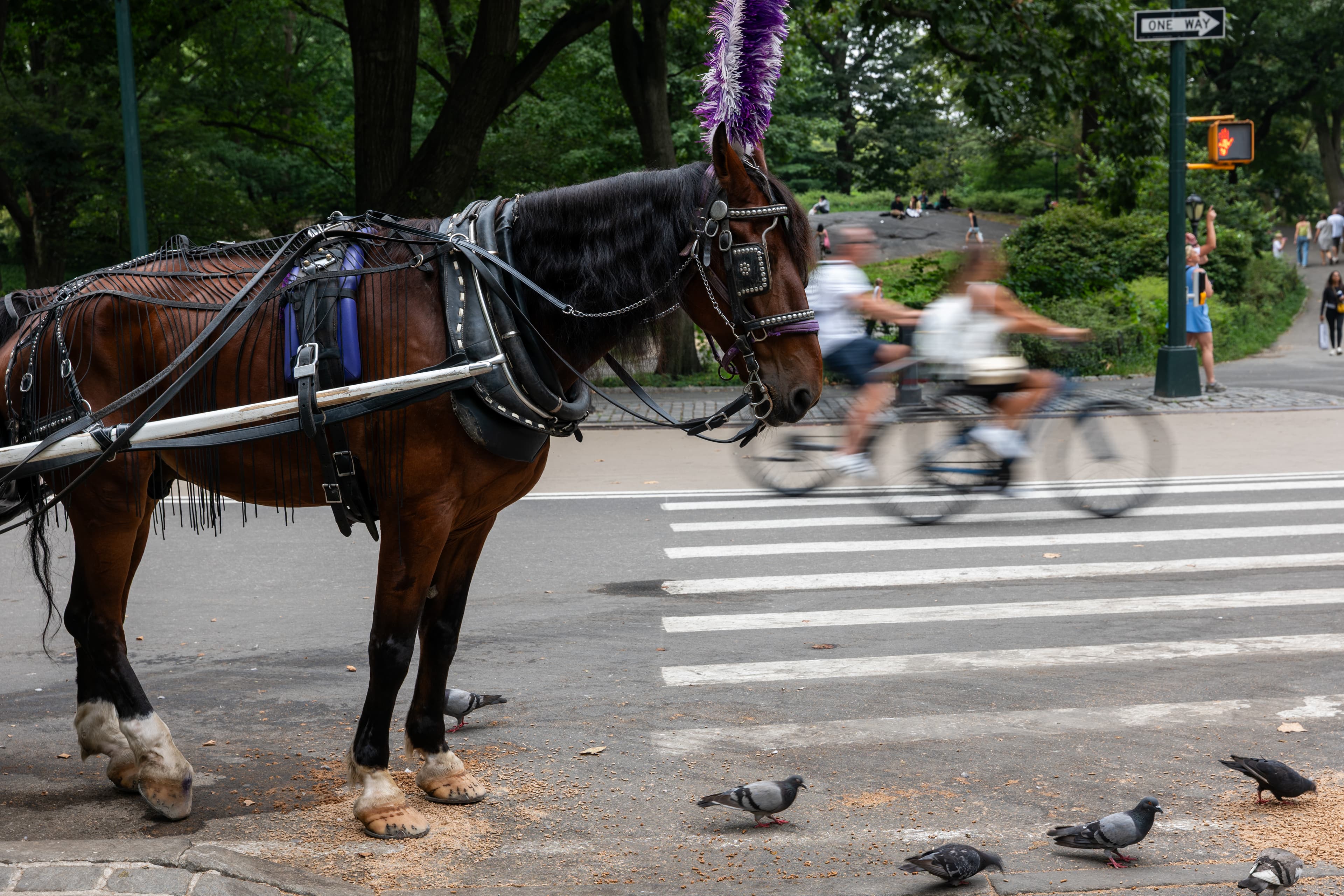 NYC Council Speaker Julie Menin backs bill to end Central Park horse-drawn carriages