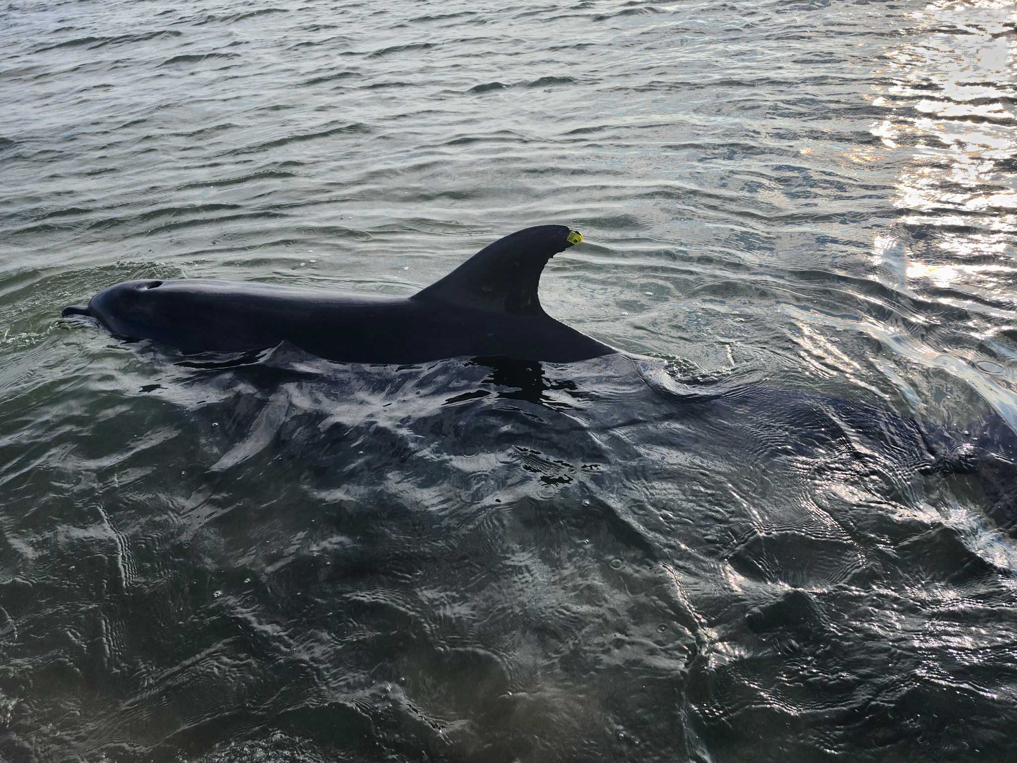Dolphin strandings continue for second day on Cape Cod