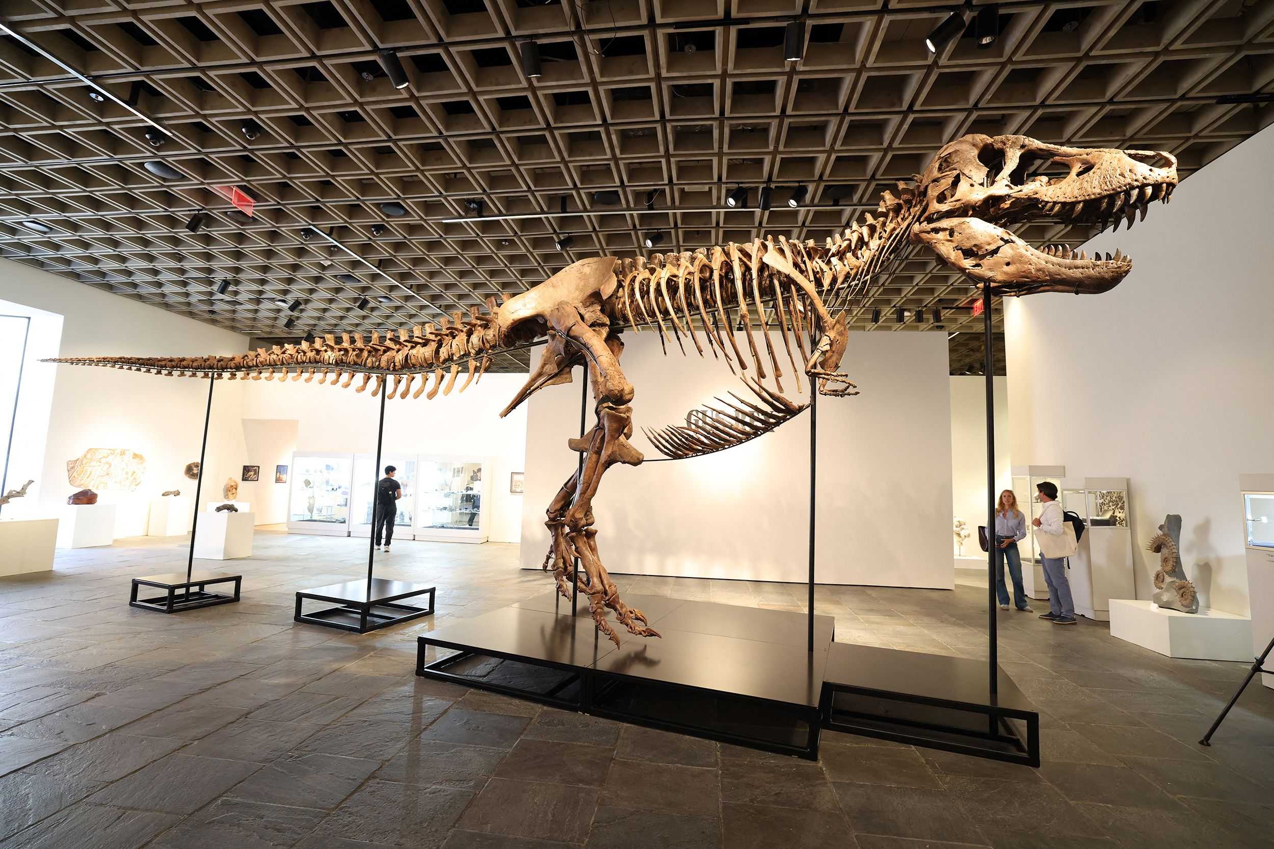 Rare T. rex fossil sells for record $50.1 million at auction