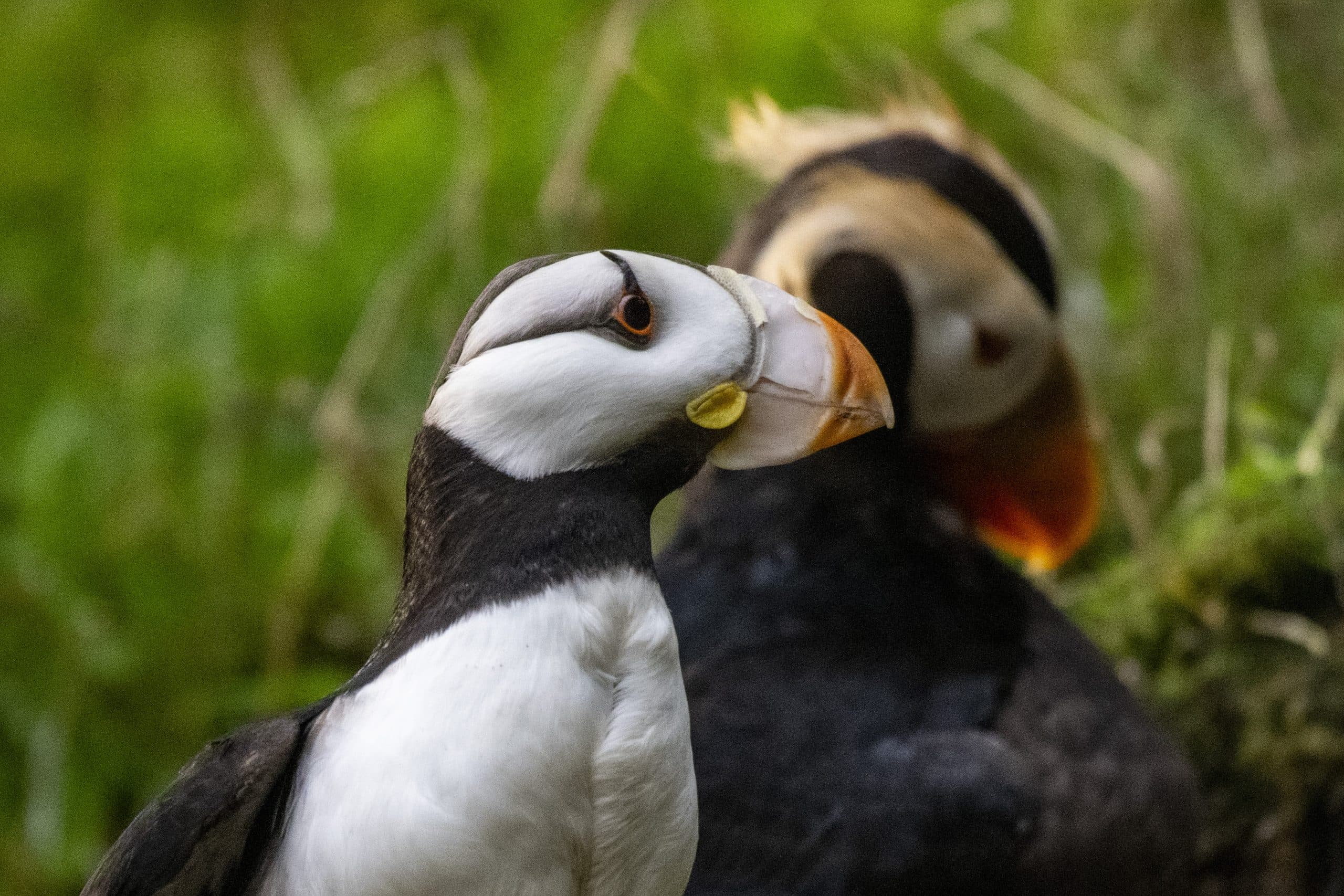 Tacoma, WA's Point Defiance Zoo closes puffin exhibit after 3 birds die