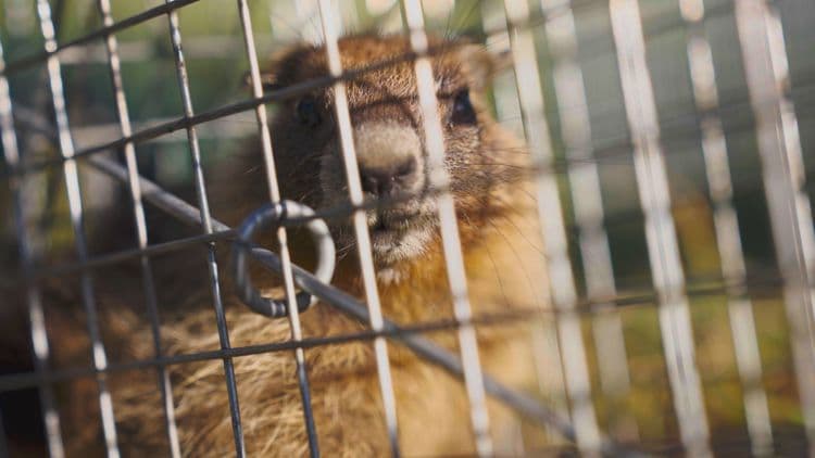 Marmot researchers battle record die-off with beer, body positivity — and OnlyFans