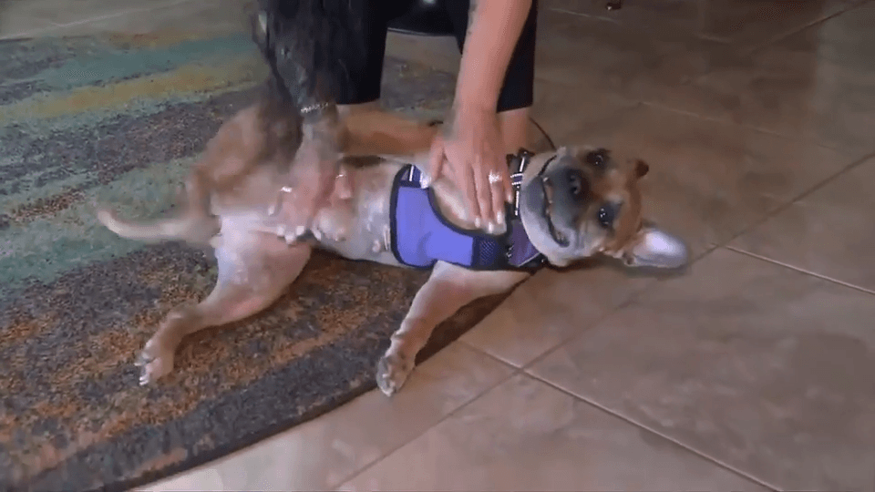 Dog found abandoned in Fort Lauderdale gains 19 pounds, stays active under care of medical foster in West Palm Beach